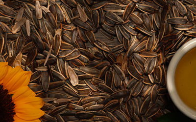 Improved seeds drying process and energy saving thanks to continuous moisture measurement